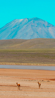 Salinas Reserve with Vicuñas and the Misti volcano in the background