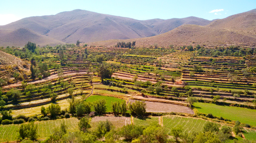 Terraces of Quequeña