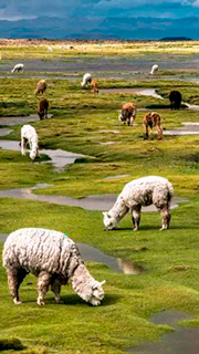 Bofedales de Tocra camino a Chivay