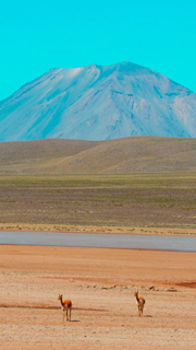 Reserva de Salinas con Vicuñas y de fondo el volcán Misti